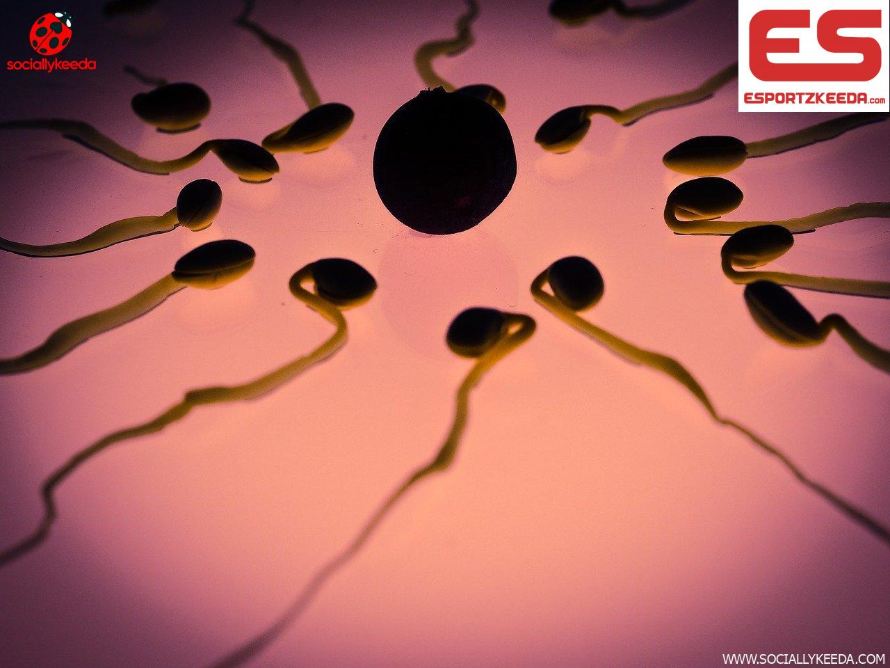 How can you increase the sperm count?