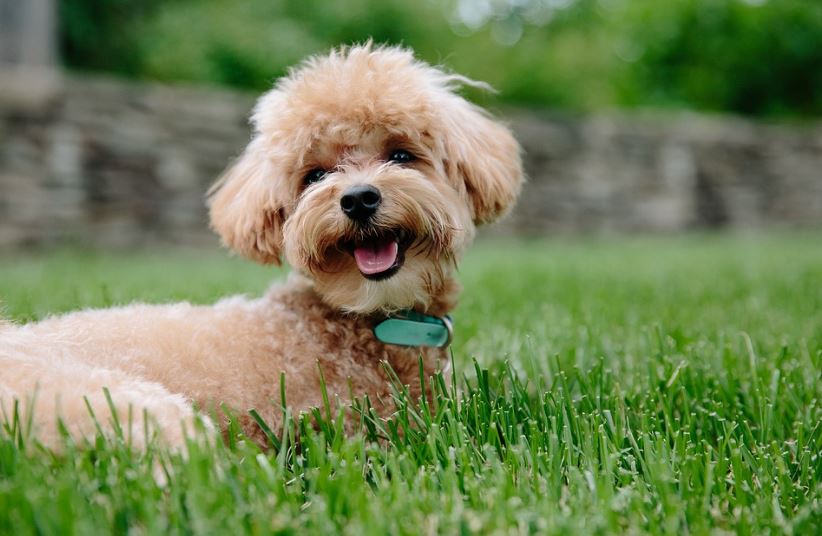 A poodle sitting on the grass. 